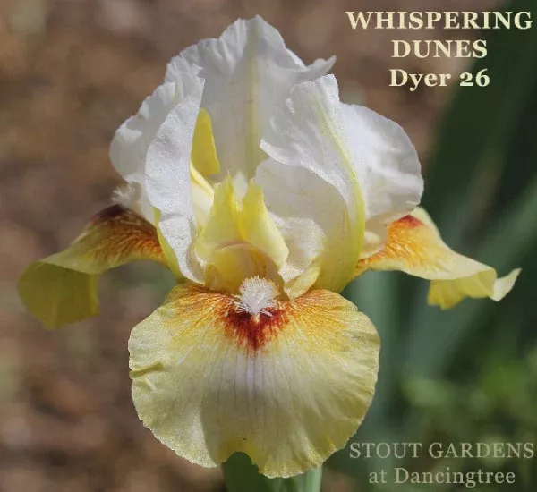 iris-whispering-dunes Iris Whispering Dunes