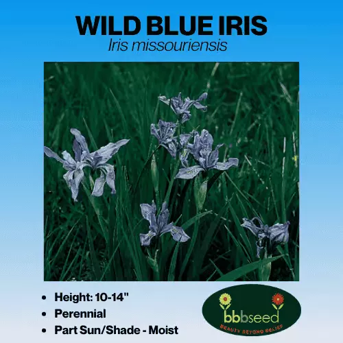 Iris, Wild Blue – Iris missouriensis