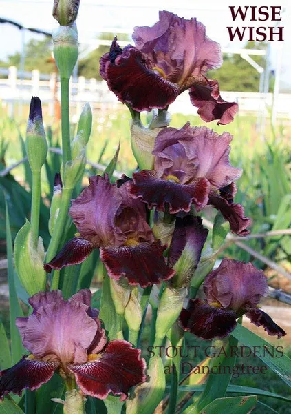 iris-wise-wish Iris Wise Wish