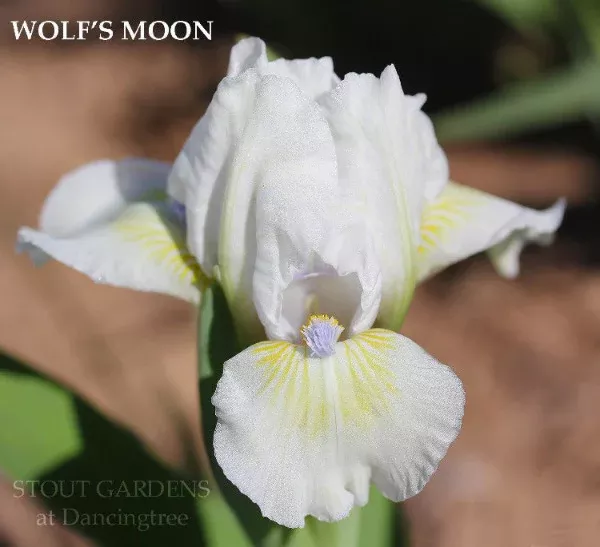 iris-wolf-s-moon Iris Wolf's Moon