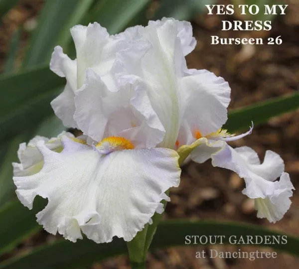 iris-yes-to-my-dress Iris Yes To My Dress