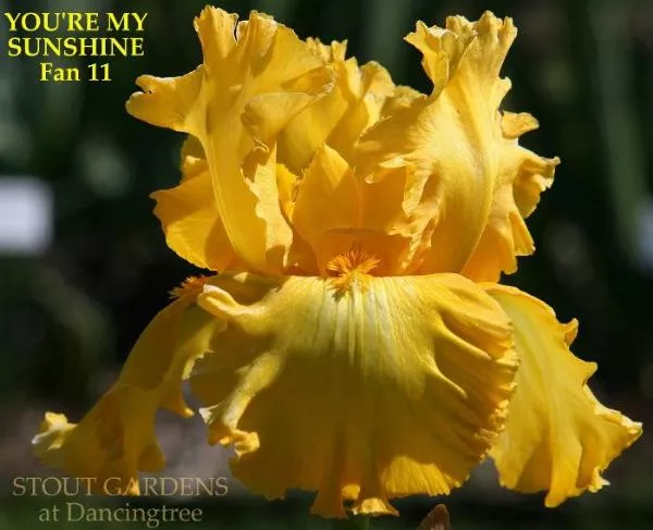 iris-you-re-my-sunshine Iris You're My Sunshine