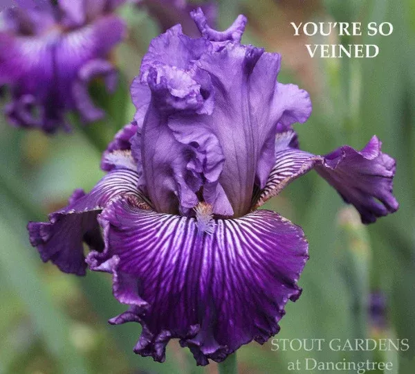 iris-you-re-so-veined Iris You're So Veined