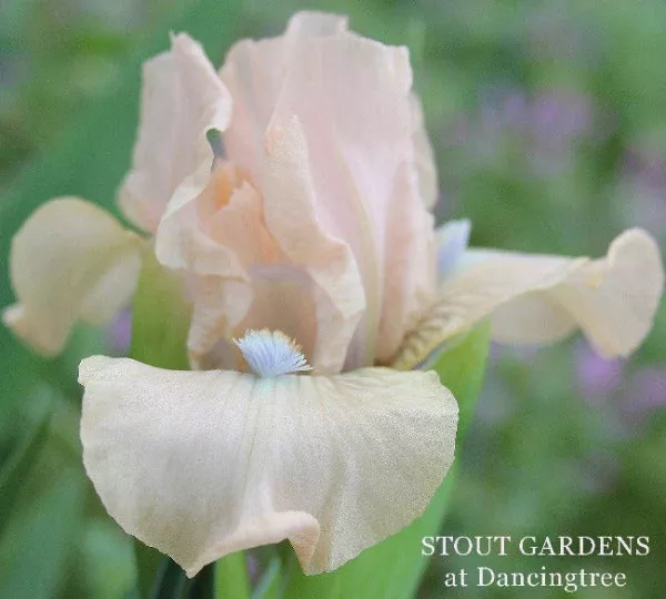 iris-zuzu-s-petals Iris Zuzu's Petals