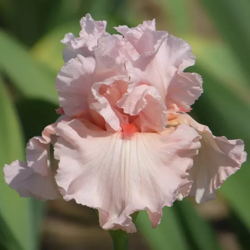 irish-beauty-bearded-iris Irish Beauty Bearded Iris