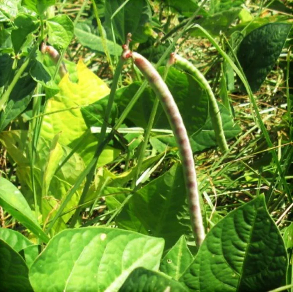 Iron and Clay Cowpea