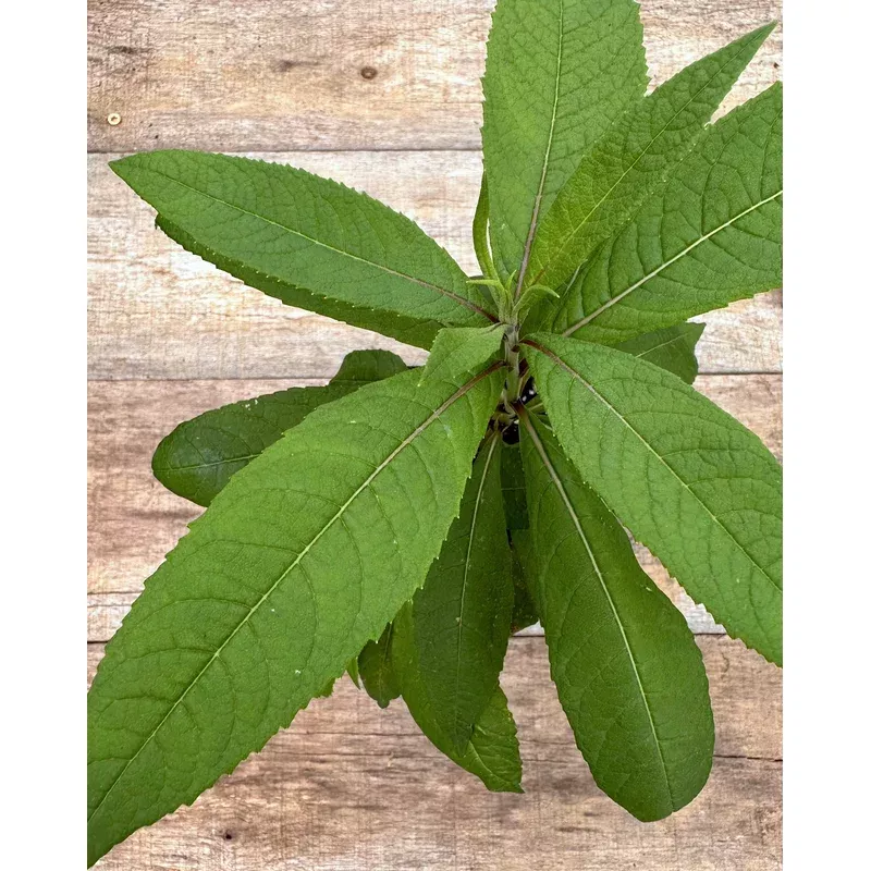 Ironweed, New York