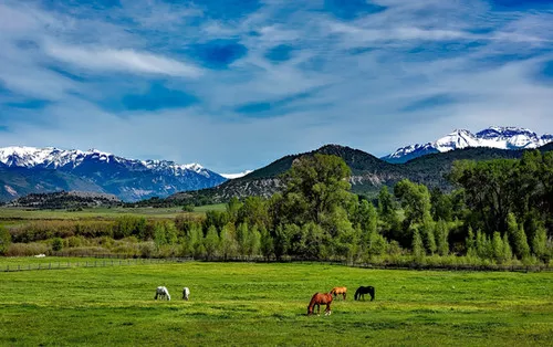 irrigated-horse-pasture-mix Irrigated Horse Pasture Mix