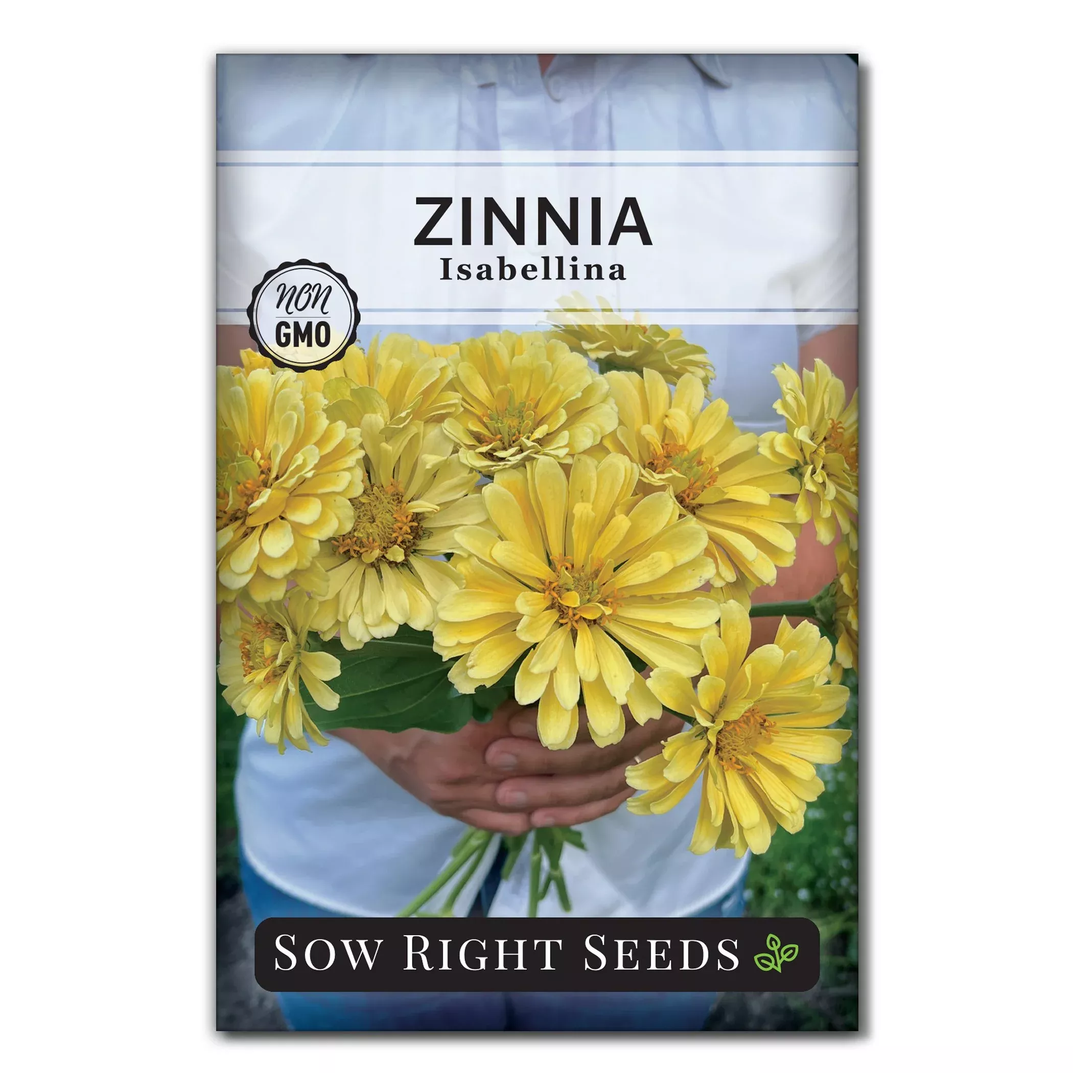 Isabellina Zinnia