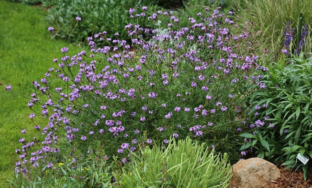 island-verbena-de-la-mina Island Verbena 'De La Mina'