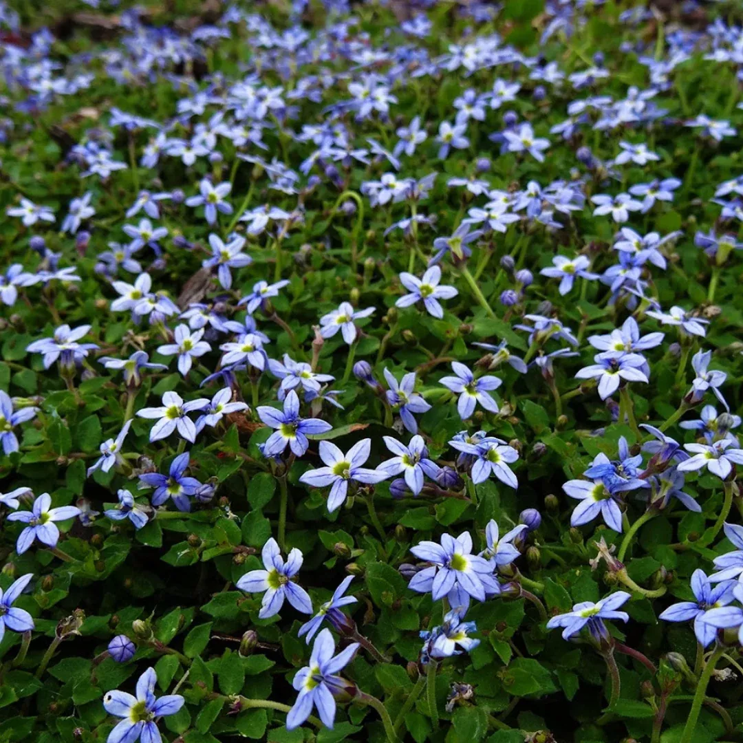 isotoma-fluviatilis Isotoma fluviatilis