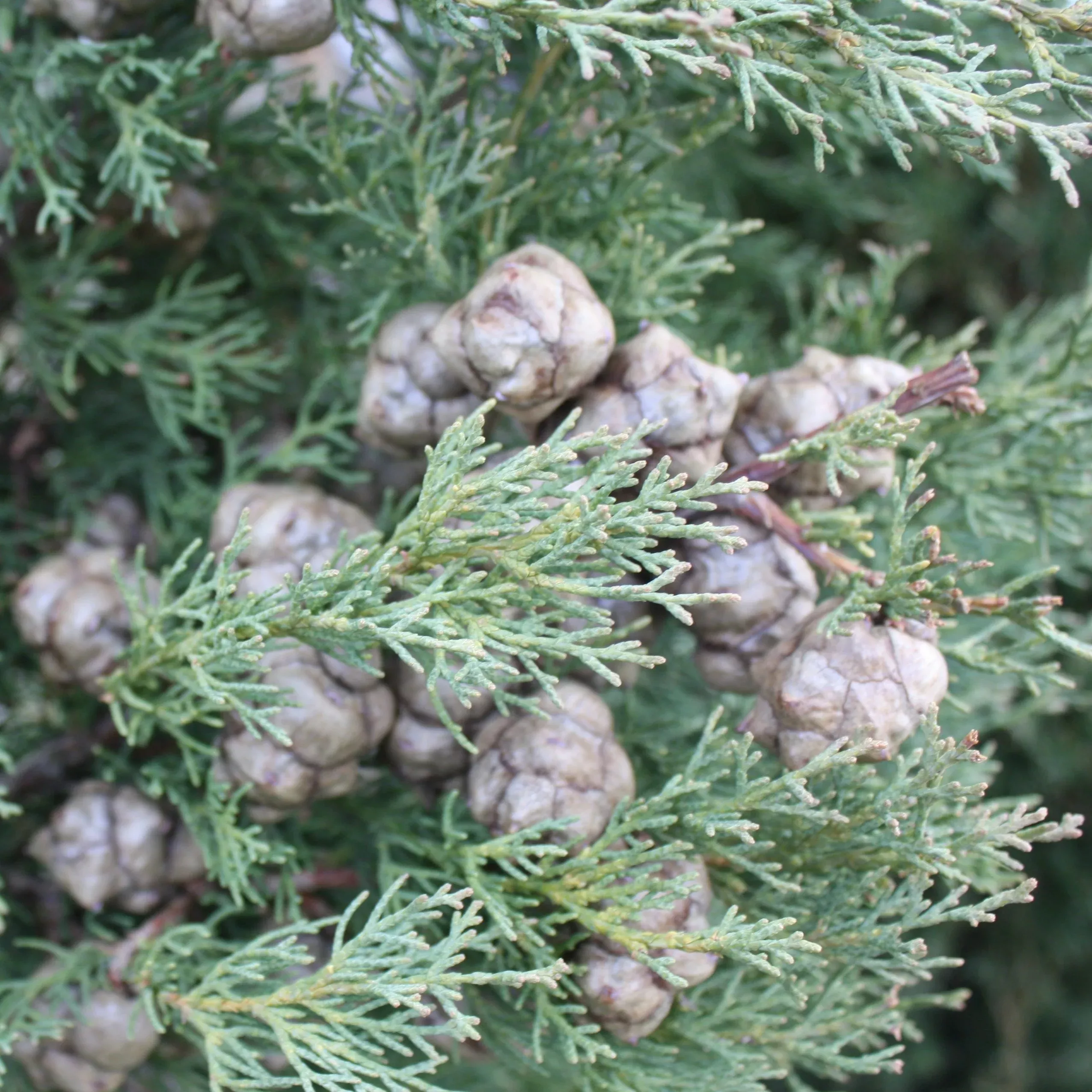 italian-blue-cypress Italian Blue Cypress