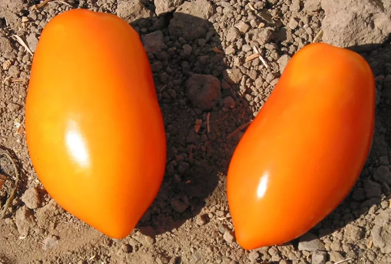 italian-gold-tomato Italian Gold Tomato