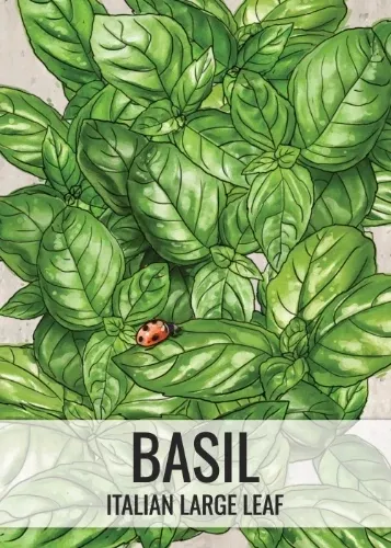 Italian Large Leaf Basil Seeds For Planting (Ocimum basilicum)