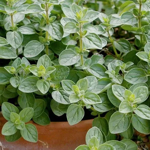 Italian Oregano