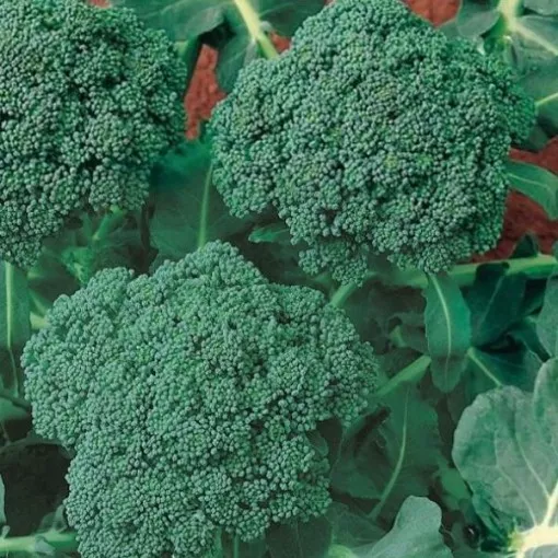 italian-sprouting-broccoli-seeds Italian Sprouting Broccoli Seeds