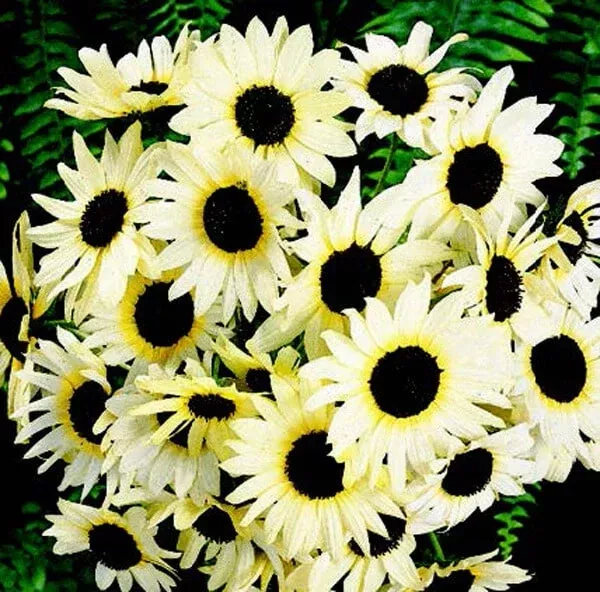 italian-white-sunflower-seeds Italian White Sunflower Seeds