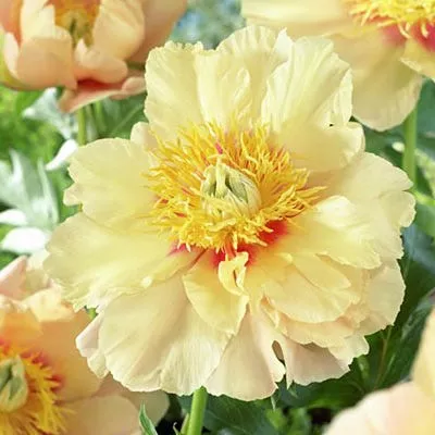 itoh-peony-prairie-charm Itoh Peony Prairie Charm