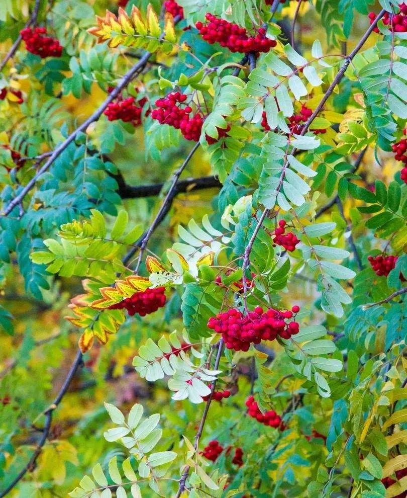 Ivan’s Belle Mountain Ash