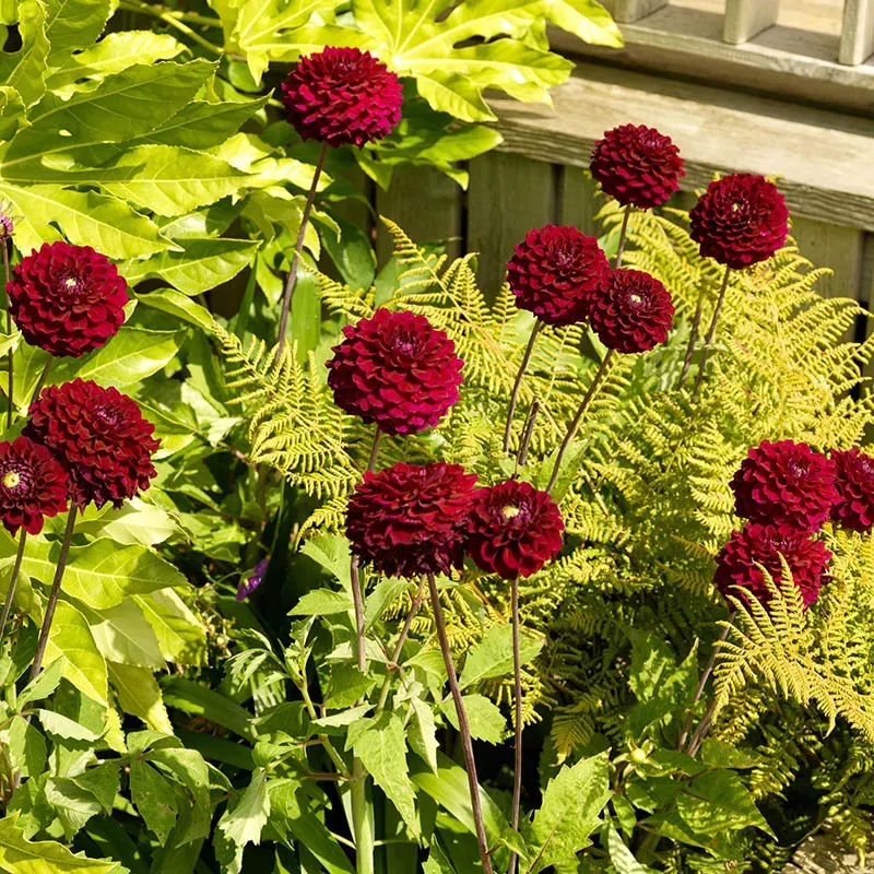 Ivanetti Ball Dahlia