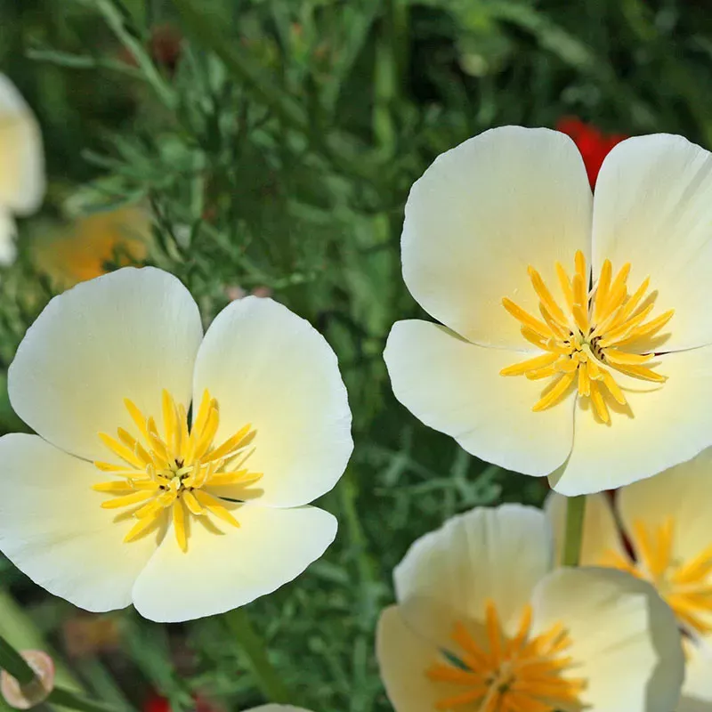 Ivory Castle California Poppy Seeds