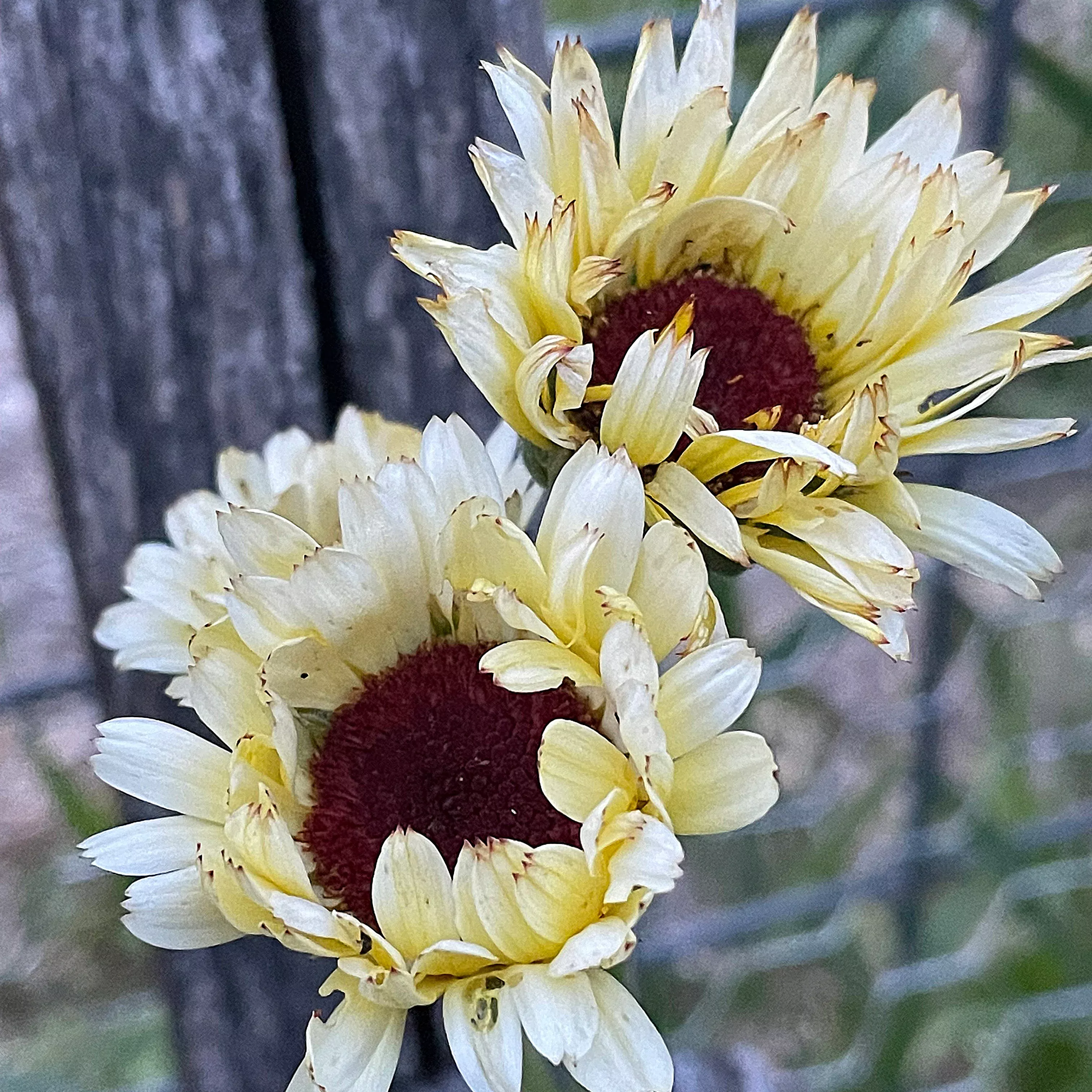 ivory-princess-calendula-seeds Ivory Princess Calendula Seeds