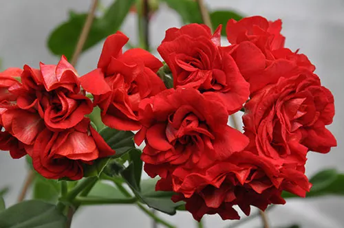 ivy-red-sybil-holmes Ivy (Red Sybil Holmes)