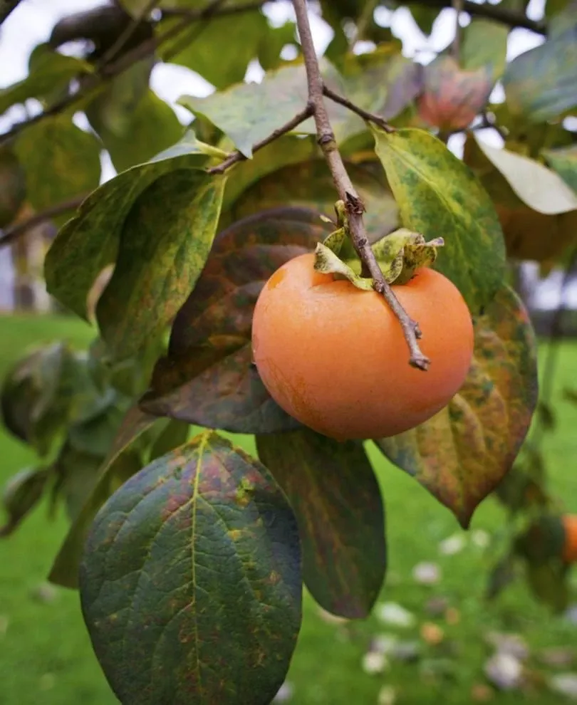 izu-persimmon Izu Persimmon