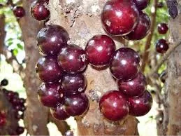 jabuticaba-jaboticaba Jabuticaba (Jaboticaba)