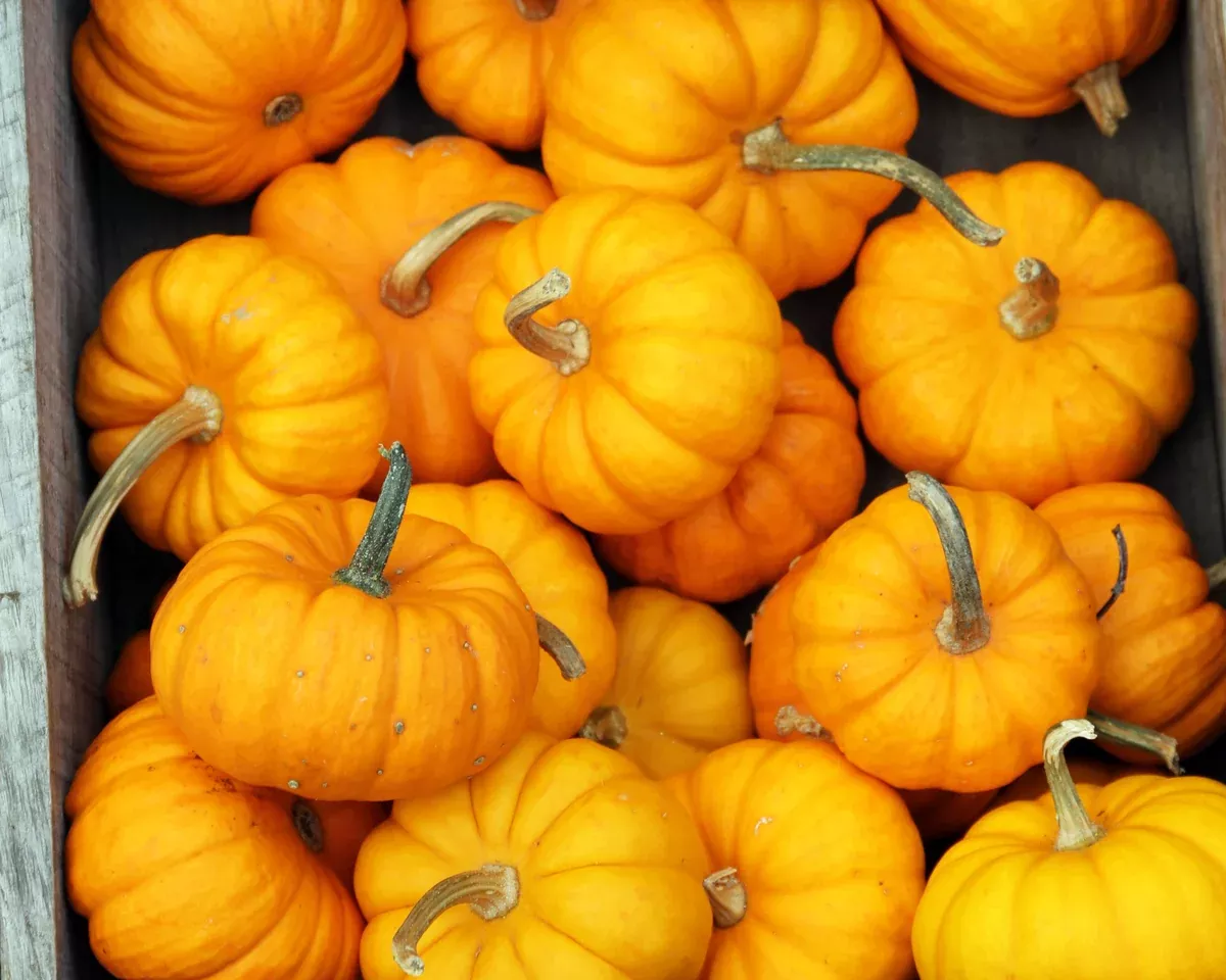 jack-be-little-pumpkin-seeds Jack Be Little Pumpkin Seeds