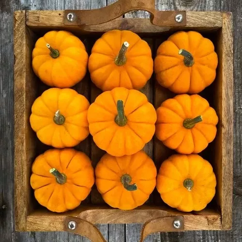 jack-be-little-pumpkin Jack Be Little Pumpkin