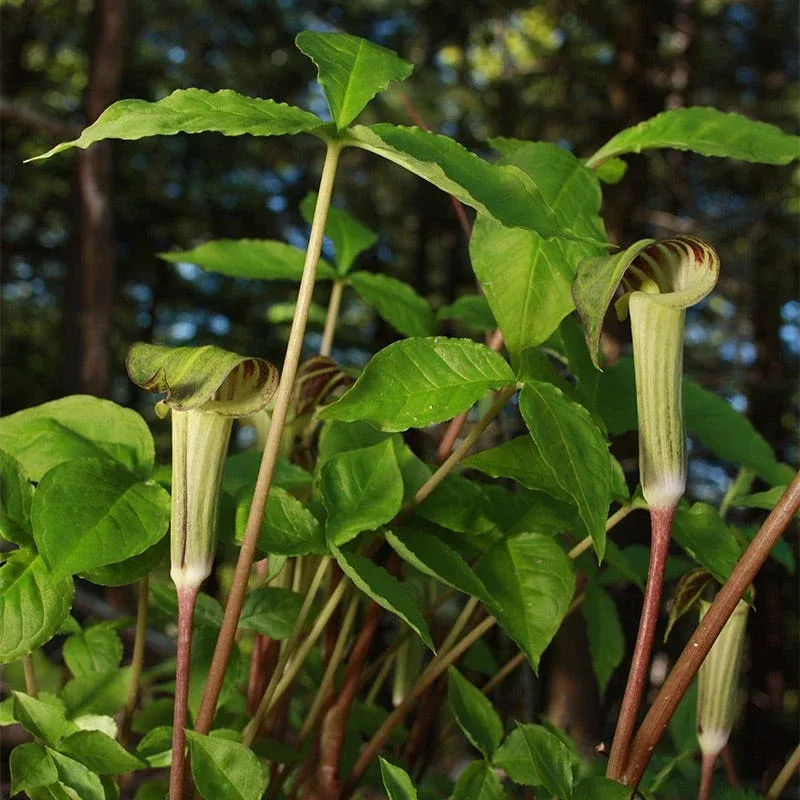 jack-in-pulpit Jack in the Pulpit