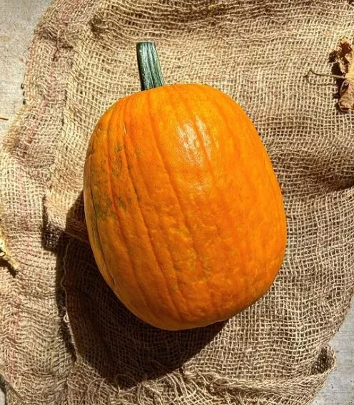 jack-o-lantern-pumpkin Jack O'Lantern Pumpkin