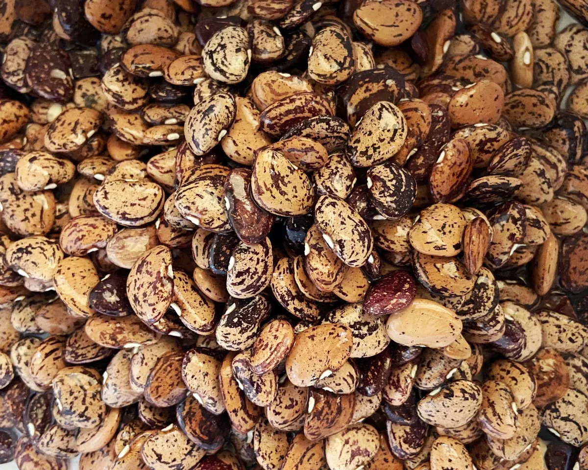 jackson-wonder-bush-lima-bean-seeds Jackson Wonder Bush Lima Bean Seeds