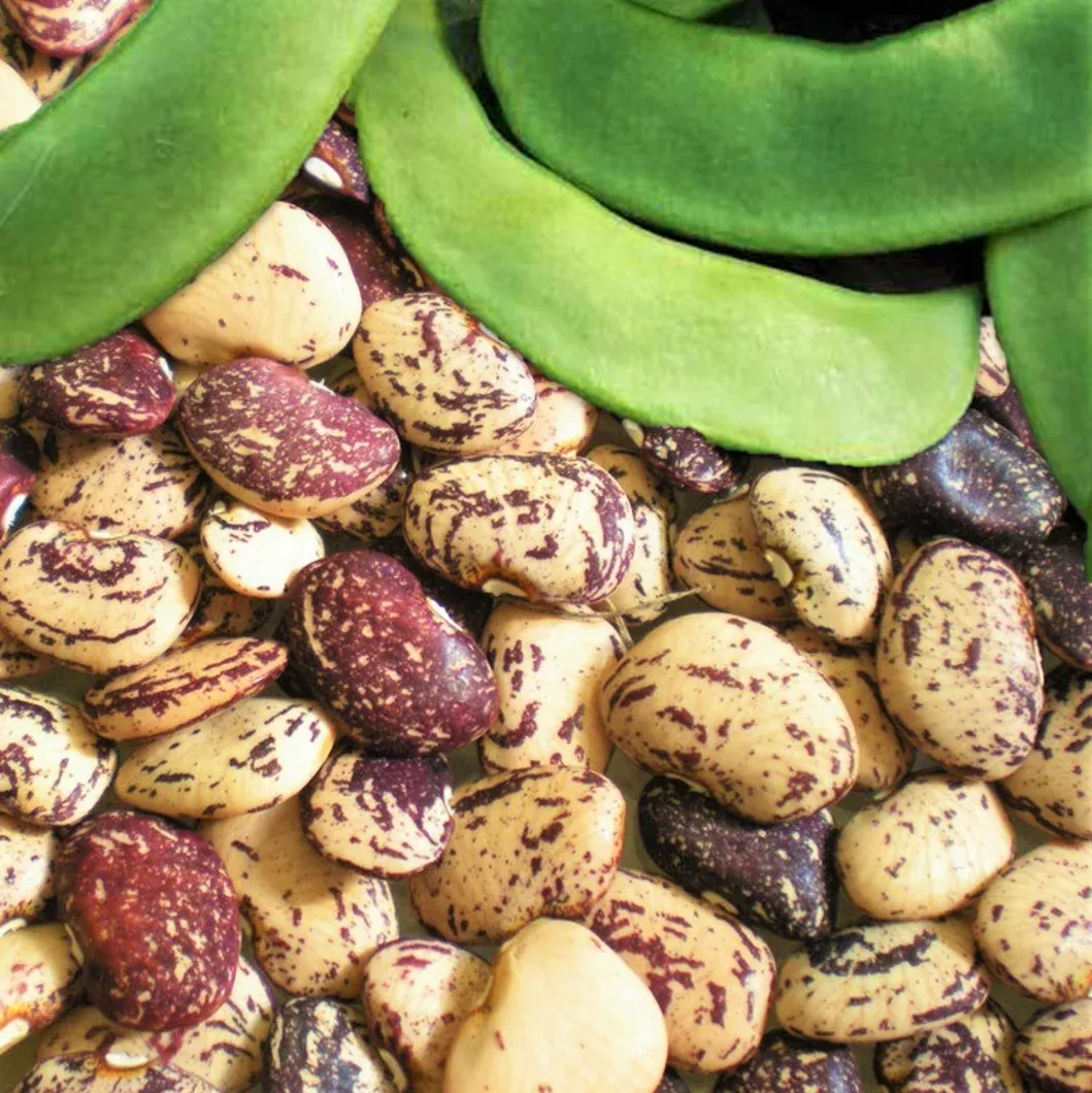 jackson-wonder-lima-bean Jackson Wonder Lima Bean