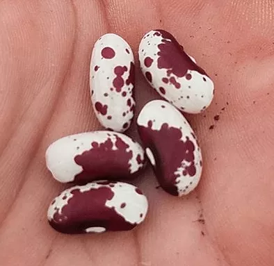 jacob-s-cattle-bean Jacob’s Cattle Bean