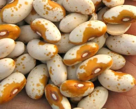 jacob-s-cattle-gold-bean Jacob’s Cattle Gold Bean
