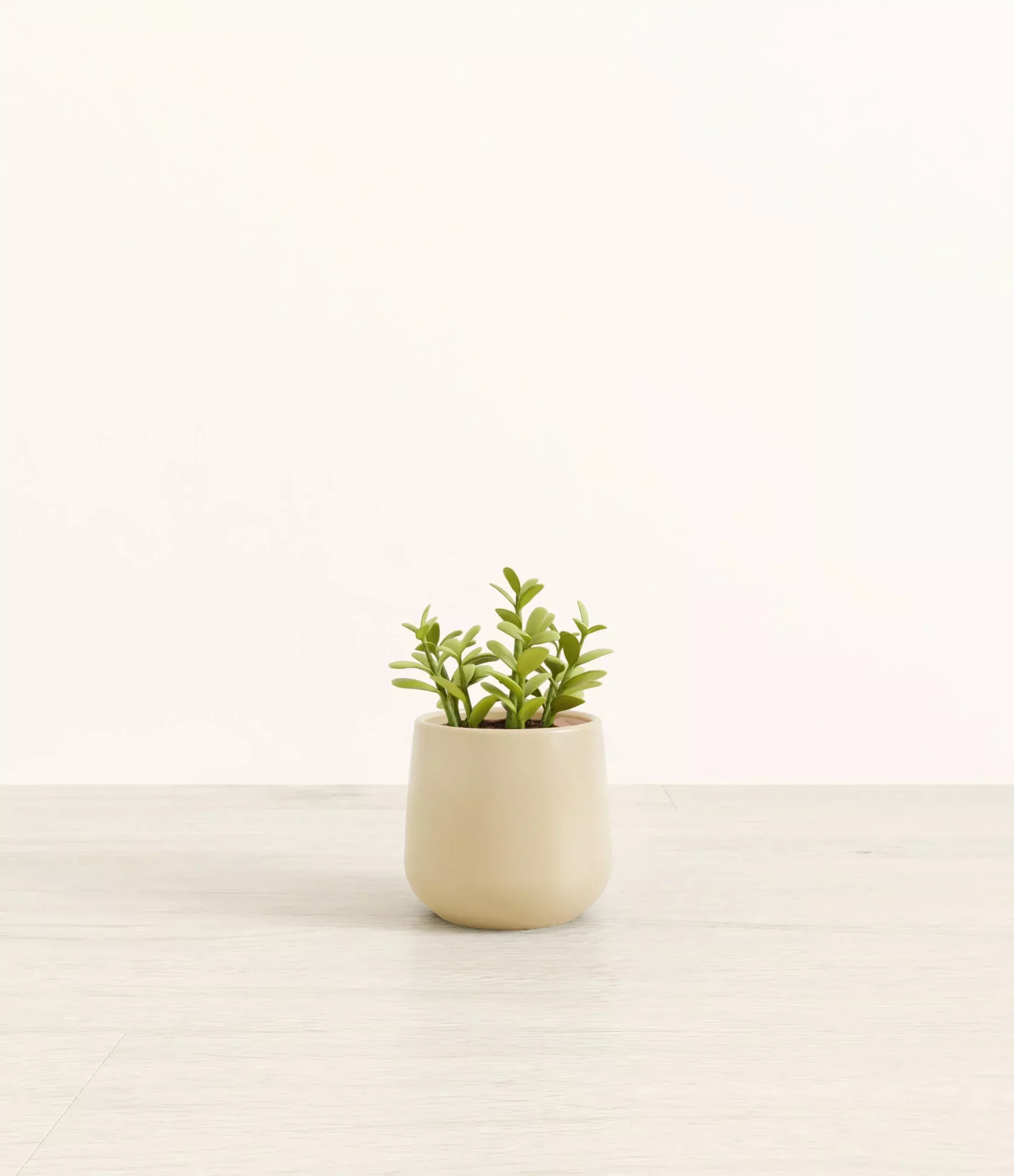 jade-plant Jade Plant