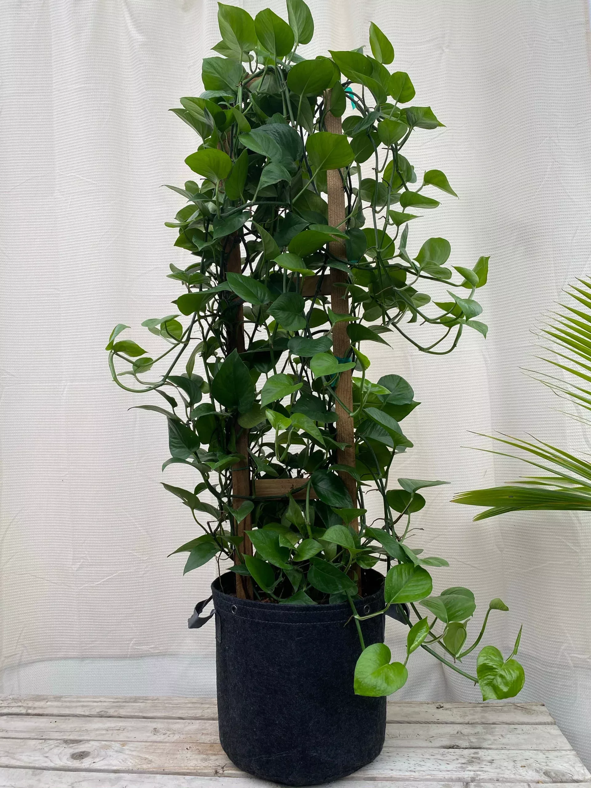 jade-pothos-in-trellis-epipremnum-aureum-jade Jade Pothos in Trellis, Epipremnum Aureum Jade