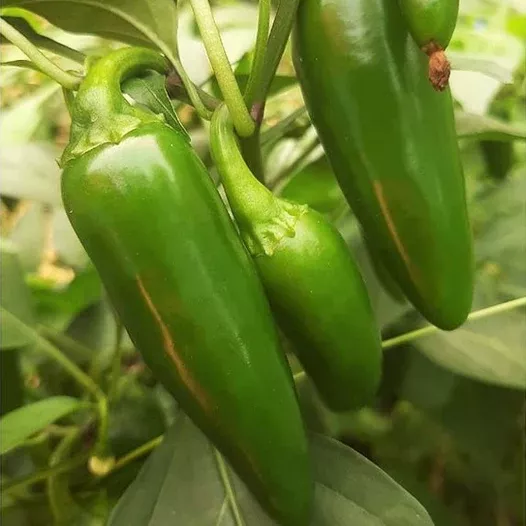 jalapeno-m-pepper Jalapeno M Pepper