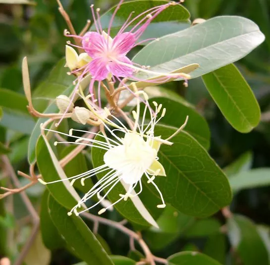 jamaican-caper Jamaican Caper