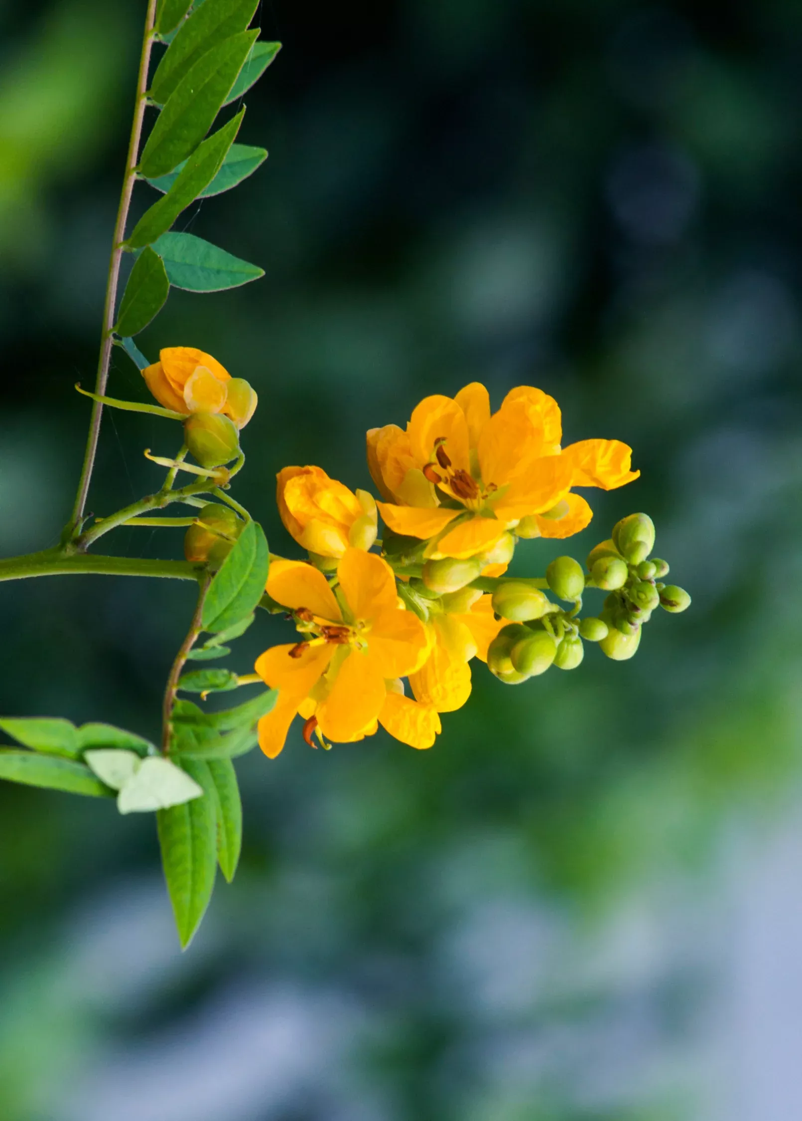 jamaican-dandelion-senna-occidentalis Jamaican Dandelion (Senna occidentalis)