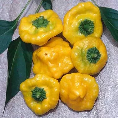 jamaican-hot-yellow-pepper Jamaican Hot Yellow Pepper