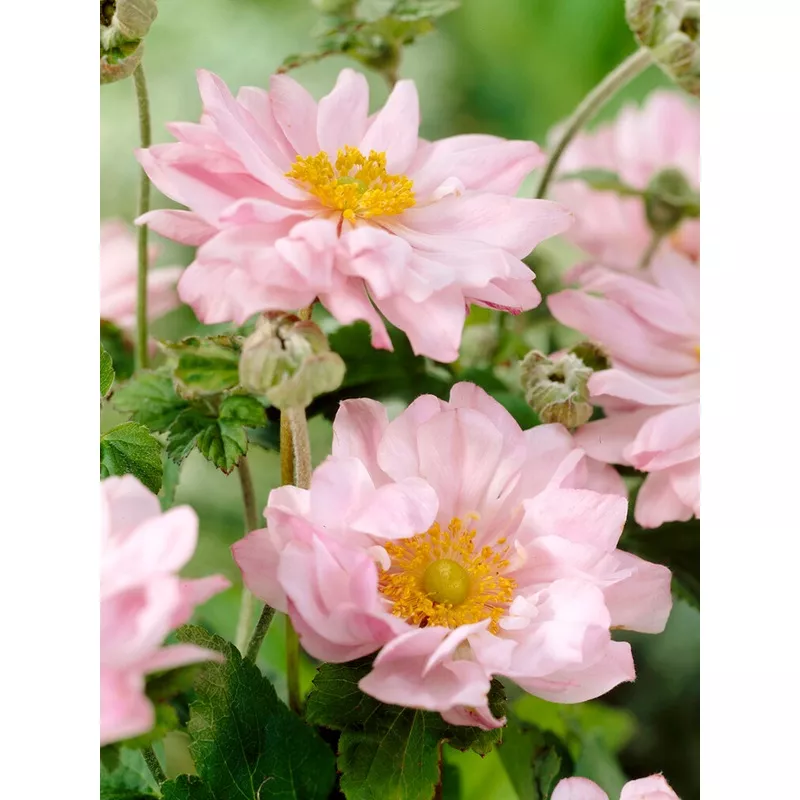 Japanese Anemone Queen Charlotte