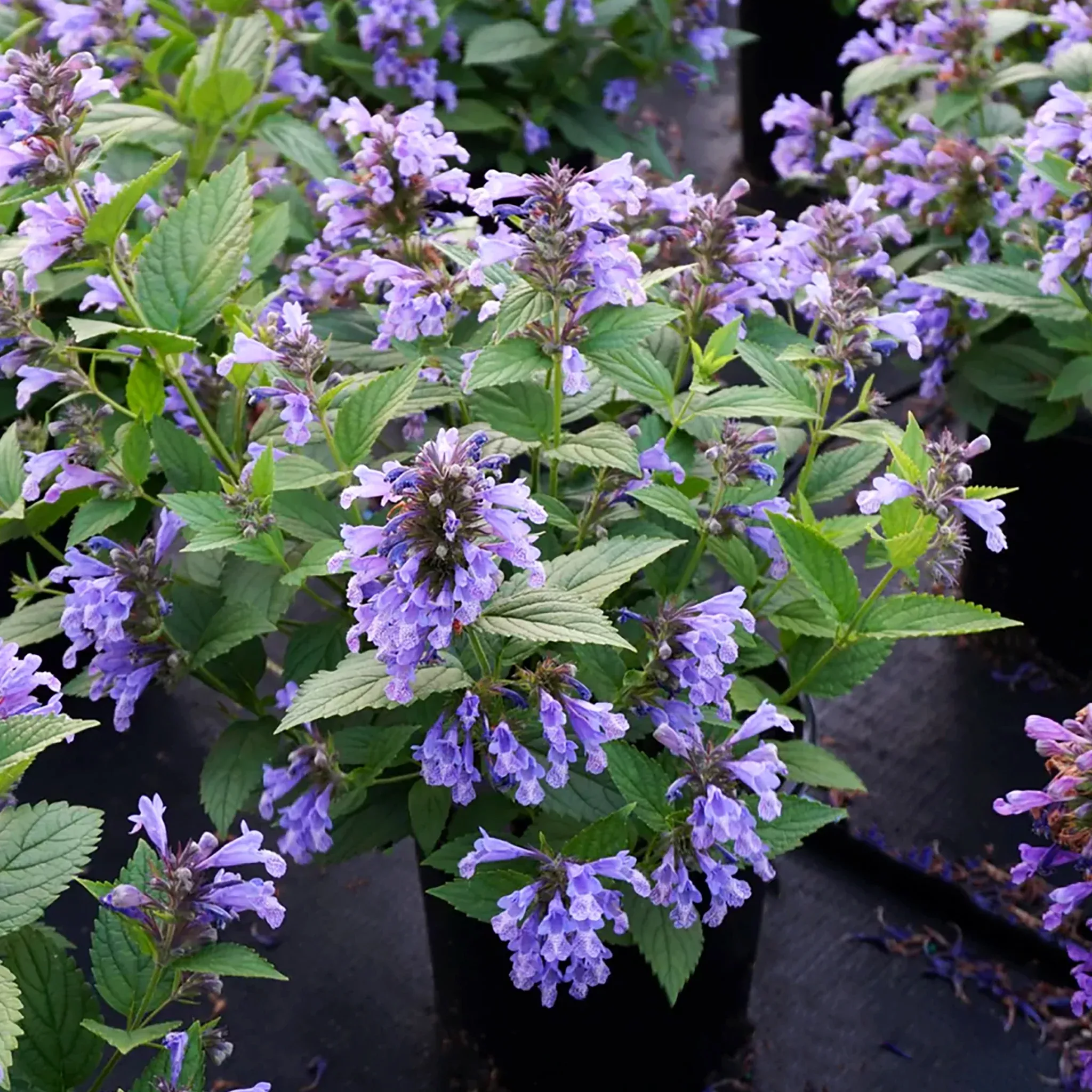 japanese-catmint Japanese Catmint