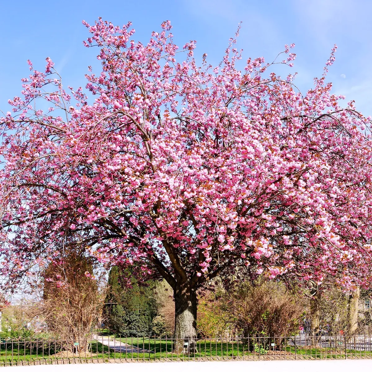 japanese-cherry-blossom-tree Japanese Cherry Blossom Tree