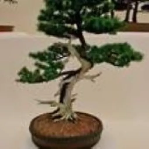 japanese-larch-bonsai-tree Japanese Larch Bonsai Tree