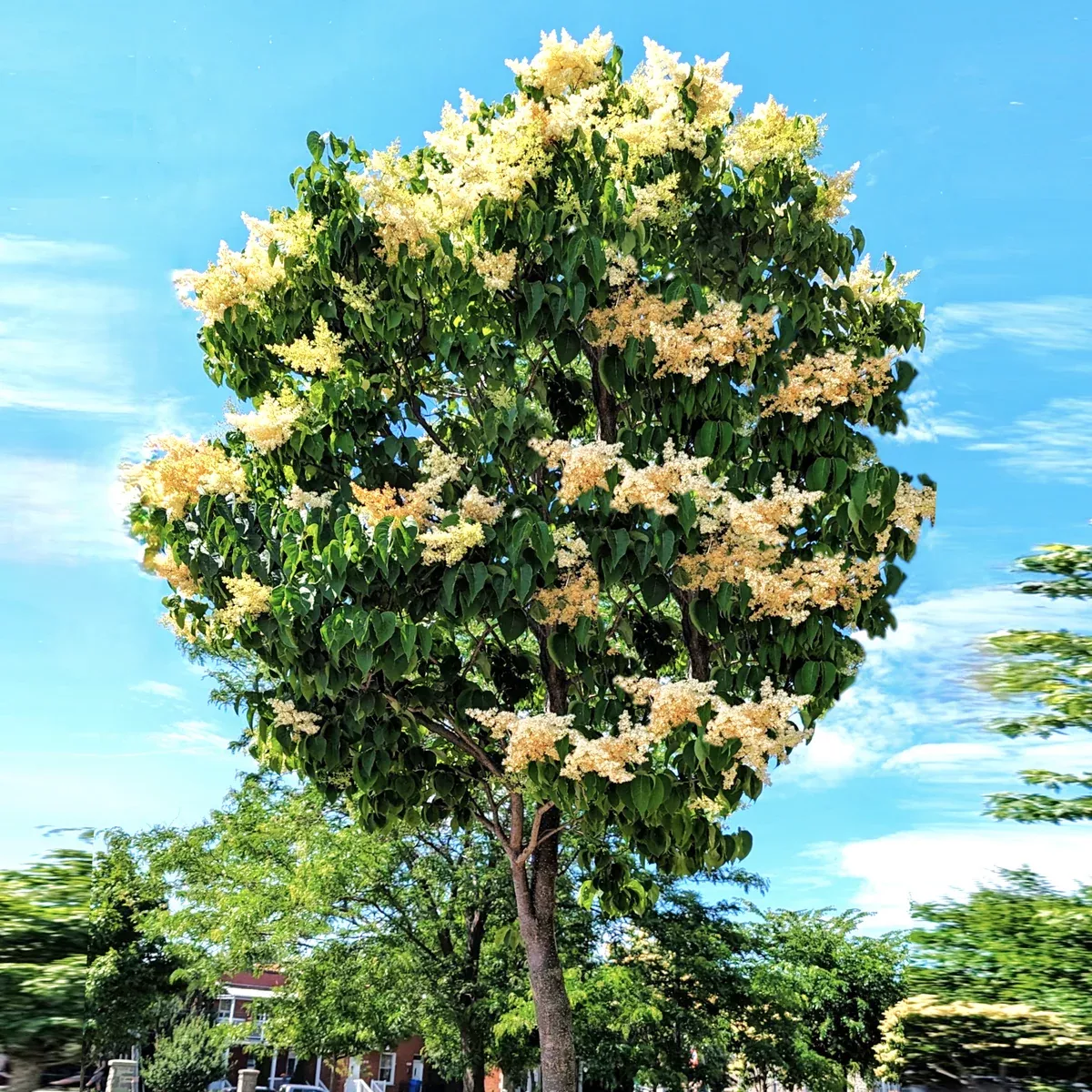 japanese-lilac-tree Japanese Lilac Tree