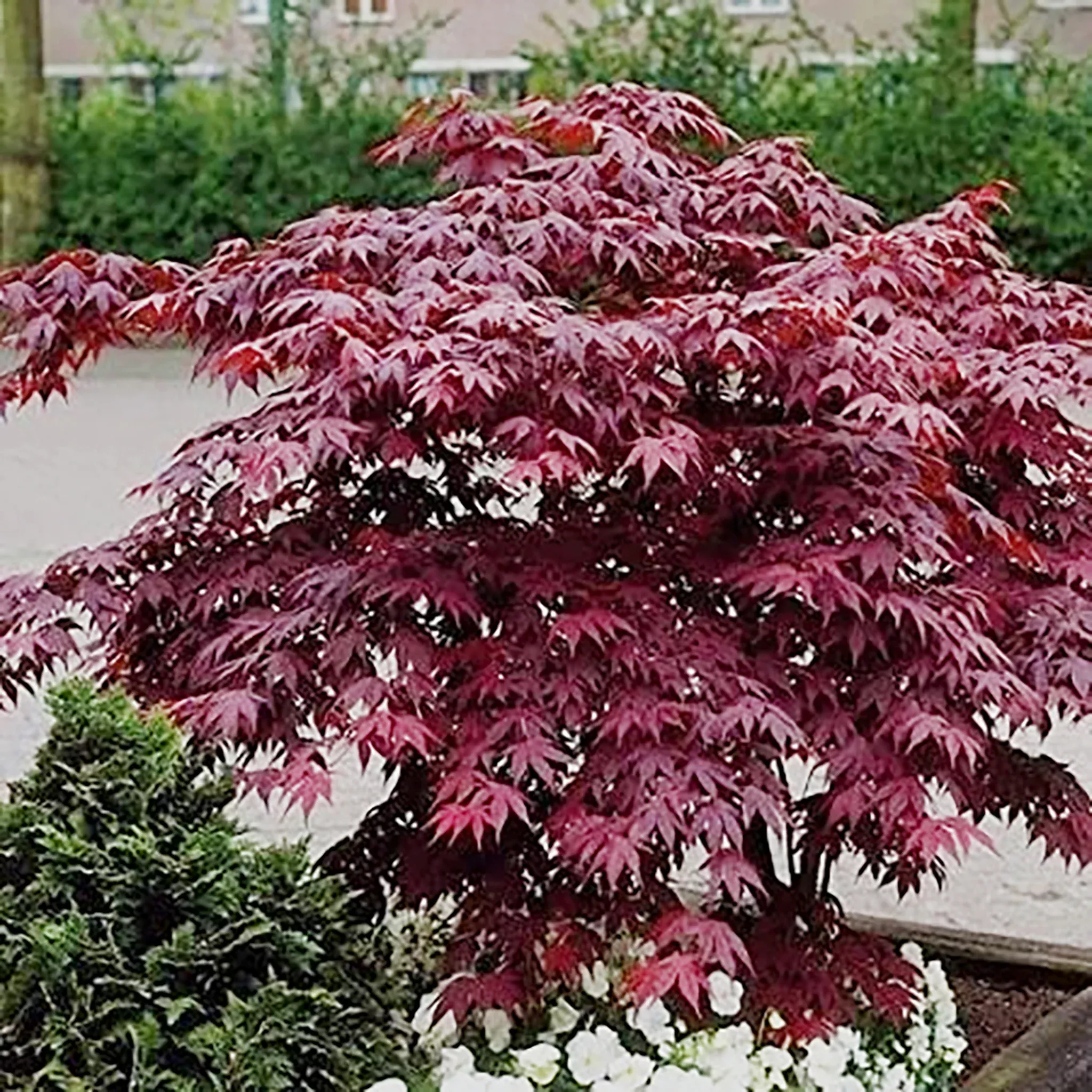 japanese-maple Japanese Maple