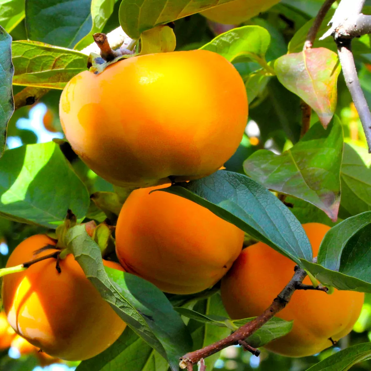 japanese-persimmon-tree Japanese Persimmon Tree